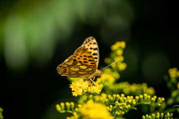 colorful butterfly on a bright flower field, incredible wildlife