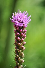 Close up of Liatris, Blazing Star in the garden.