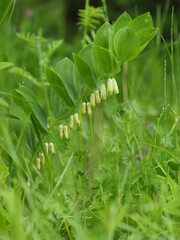 Echte Salomonssiegel, Polygonatum odoratum, Salomomsiegel, Weißwurz,Wohlriechende Weißwurz