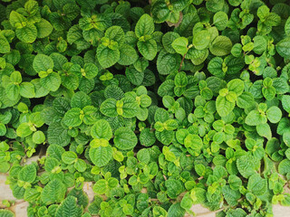 Green Mint Plant Grow Background. Green Leaves background