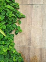 Green Mint Plant Grow Background. Green Leaves background