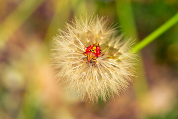 Red vegetable patterned bug on white dandelion