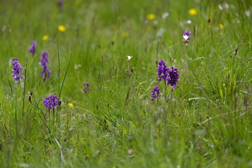 Kleine Knabenkraut, Anacamptis morio, Orchis morio,