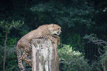 チーター