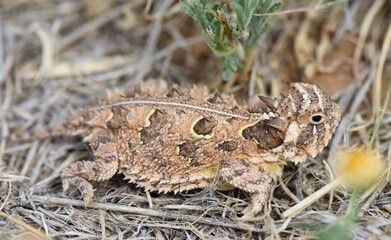 Texas horned lizard in photographed in Arizona