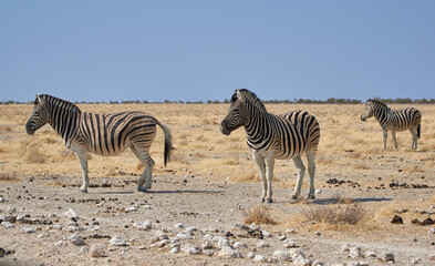 Fototapeta na wymiar Wild plains zebras (Equus quagga) at Etosha national park, Namibia. 