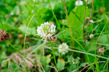 spider on a grass