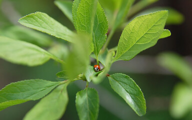 ladybug inside a leaf