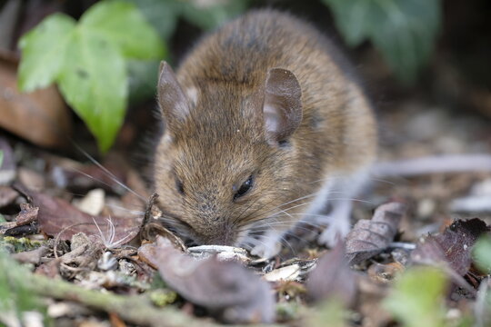 Waldmaus Apodemus Sylvaticus