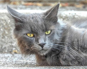 Chat gris