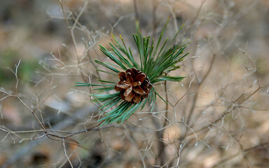 Fototapeta na wymiar dry pine cone