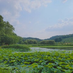 landscape of the river