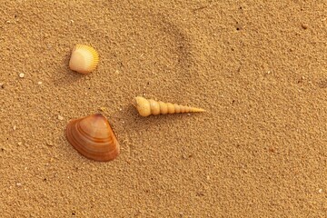 Clean brown fine sand for use as a background