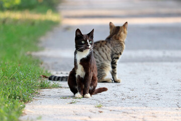 Two cats sitting on a street. Portrait of black white cat outdoors