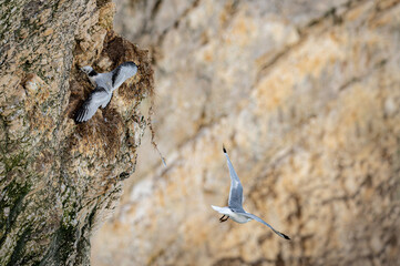 Kittiwake, rissa tridactyla, stretching wings and feathers, perched on cliff nests