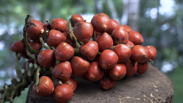 Fruits Of Chontaduro Or Peach Palm (Bactris Gasipaes) harvested in the amazon rainforest - Wet Weather in South America