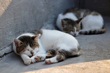 Two cats sleeping on a street. Cute pets outdoors