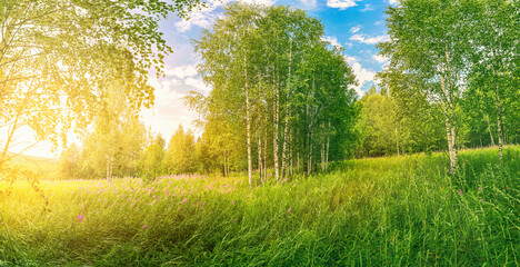 Fototapeta na wymiar Sunrise or sunset in a spring birch grove with young green foliage and grass. Sun rays breaking through the birches