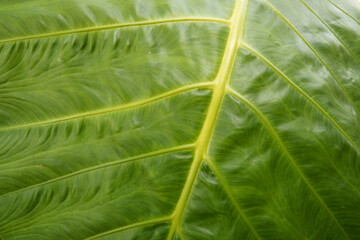close up detail and texture of taro leaves or daun talas,green textured leaves background,view from the upside.