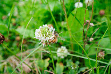 pine cone on a green grass