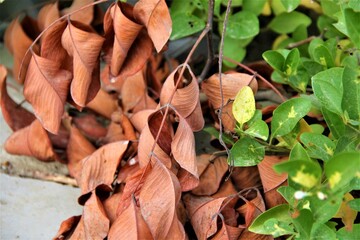 autumn green and dry leaves season