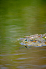Blue damselflies mating on floating algae