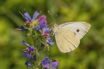 Small white Pieris rapae butterfly feeding nectar from a purple flower in a forest on a sunny summer day