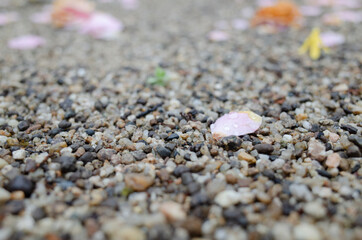 shells on the beach