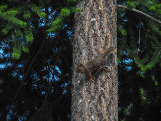 Squirrel frozen on evergreen tree bark while observing humans nearby.