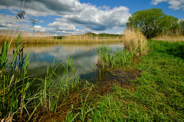 Der Lautensee im Naturschutzgebiet Mainaue bei Augsfeld, Stadt Haßfurt, Landkreis Hassberge, Unterfranken, Franken, Bayern, Deutschland