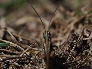 Grasshopper from the back
