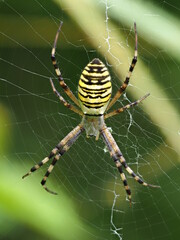 Yellow wasp spider on the web