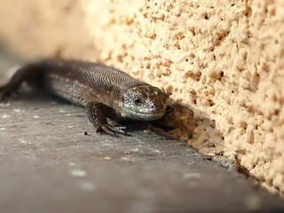 Lizard