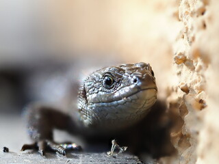 Lizard close-up