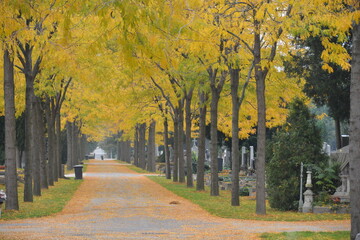 Baumallee auf dem Wiener Zentralfriedhof Österreich Herbst, 13.10.2014