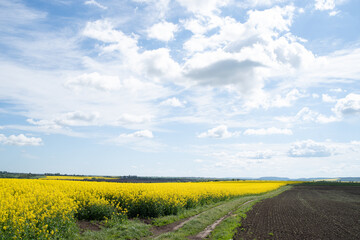 Fototapeta na wymiar Yellow agriculture fields and clouds in the blue sky landscape