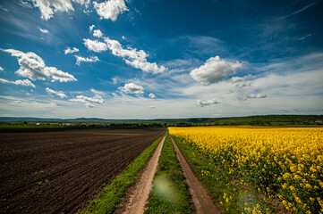 Yellow agriculture fields and clouds in the blue sky landscape