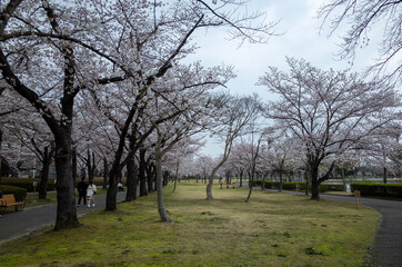 Obraz premium trees in the park