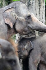 Fototapeta premium close up of an elephant
