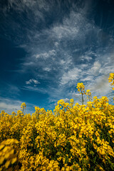 Fototapeta na wymiar Yellow agriculture fields and clouds in the blue sky landscape