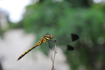 close up of dragonfly