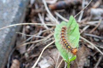 caterpillar on leaf