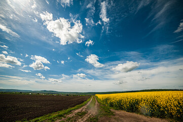 Yellow agriculture fields and clouds in the blue sky landscape