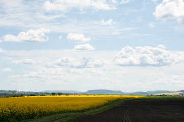 Obraz premium Yellow agriculture fields and clouds in the blue sky landscape