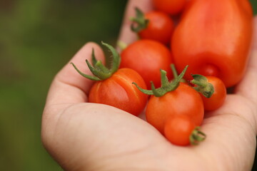homegrown tomatoes in a hand