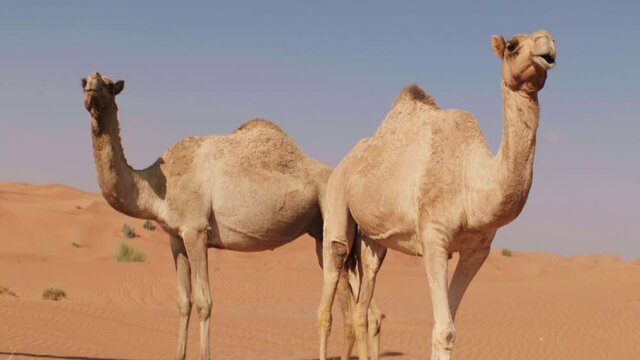 Slow motion shot of camel couple resting in sandy desert of Dubai during summer - close up shot
