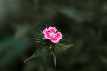 Obraz premium lovely flowers red in the garden green