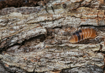Isopod Cubaris species Platin crawling on marble.
