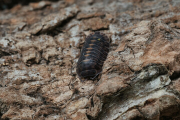 Isopod Cubaris species Platin crawling on marble.