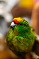 Kakariki bird posing